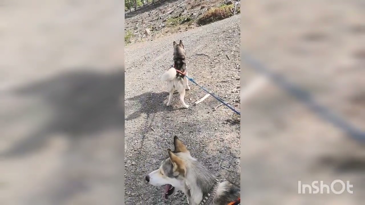 Huskys und Jagdtrieb