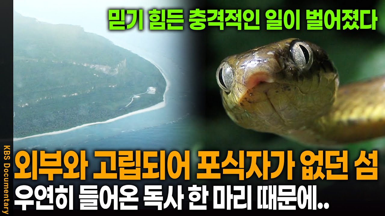 화물차 타고 온 뱀 한 마리가 섬을 지옥으로 만들었다.. 이 섬엔 도대체 무슨 일이 | KBS 환경스페셜 20081001 방송
