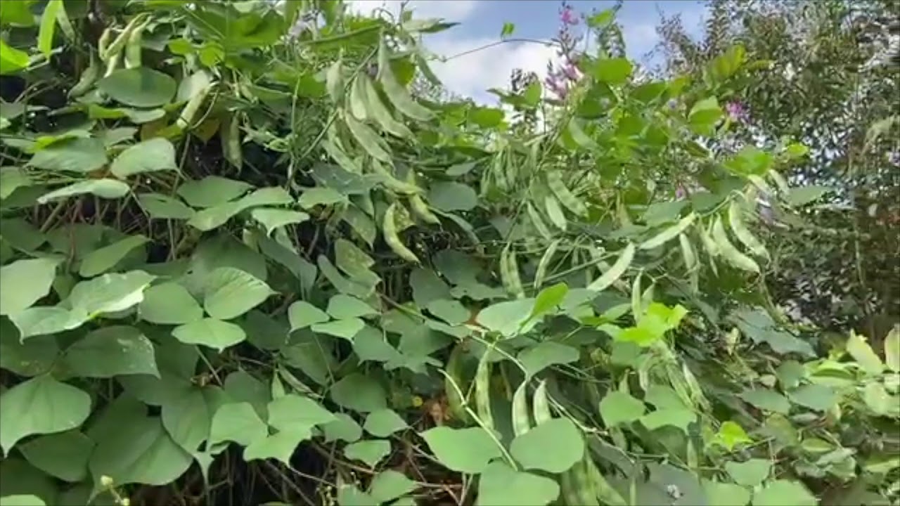 🌿Harvesting Flat Beans🌿|| Garden World || 🌿Beans Harvest🌿||