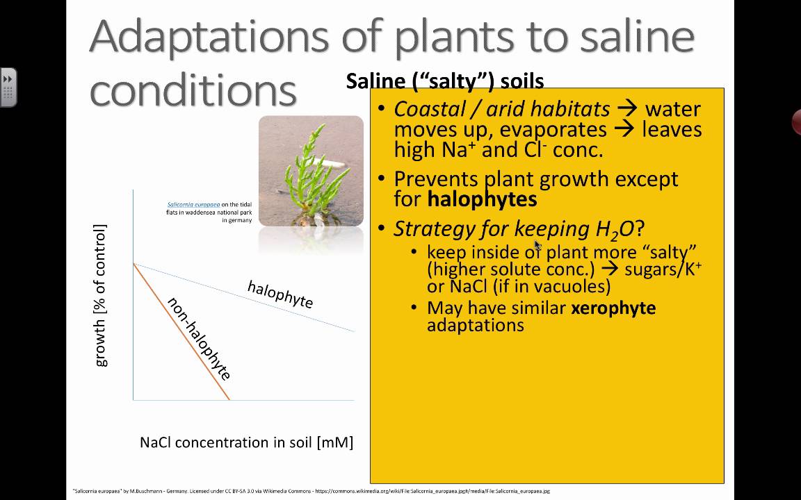 Halophytes (2016)