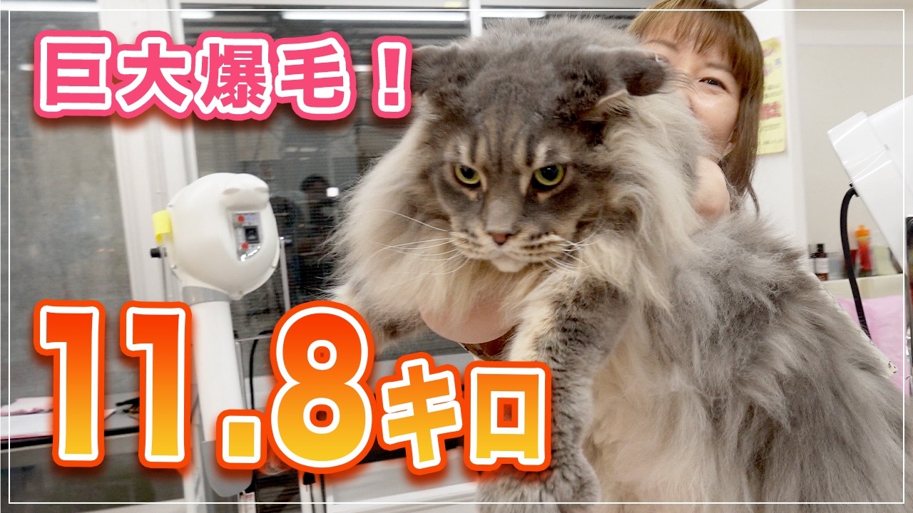 【スタークちゃん】本当に猫？、11.8 キロさすがにデカい！【メインクーン】
