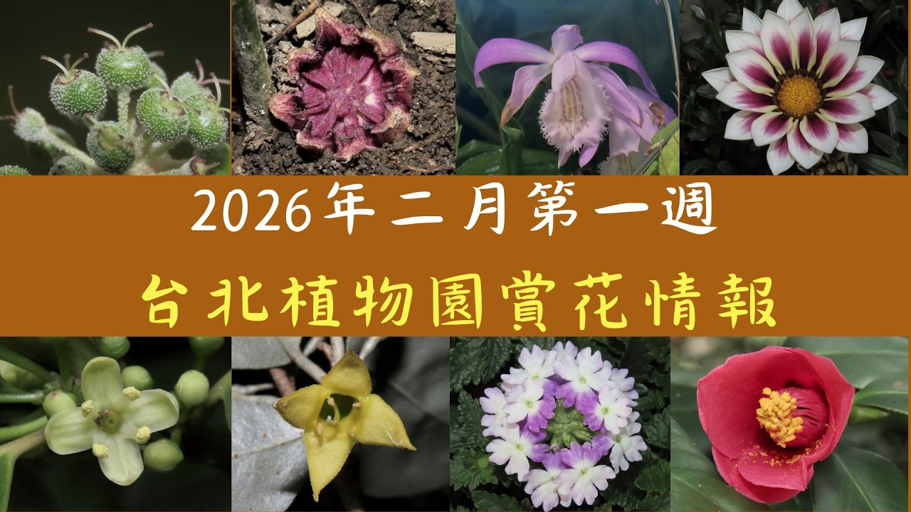 看過蜘蛛抱蛋嗎？看過一葉蘭嗎？這個禮拜的台北植物園就看得到，還有澳洲植物區的六種胡頹子，愛花人的一次視覺饗宴。