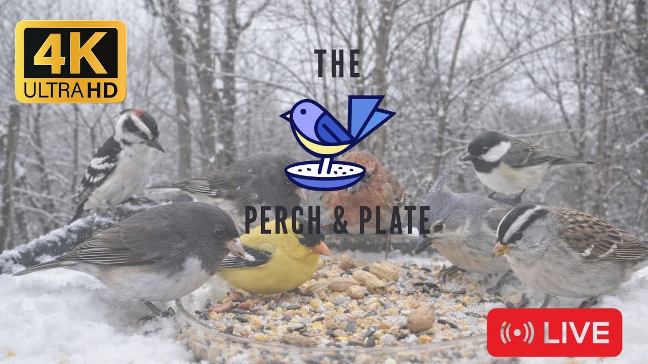 Relaxing Bird Sounds for Cats 🐿️🐦 Sunny Winter Feeder Party – No Music, Real Time 4K HDR