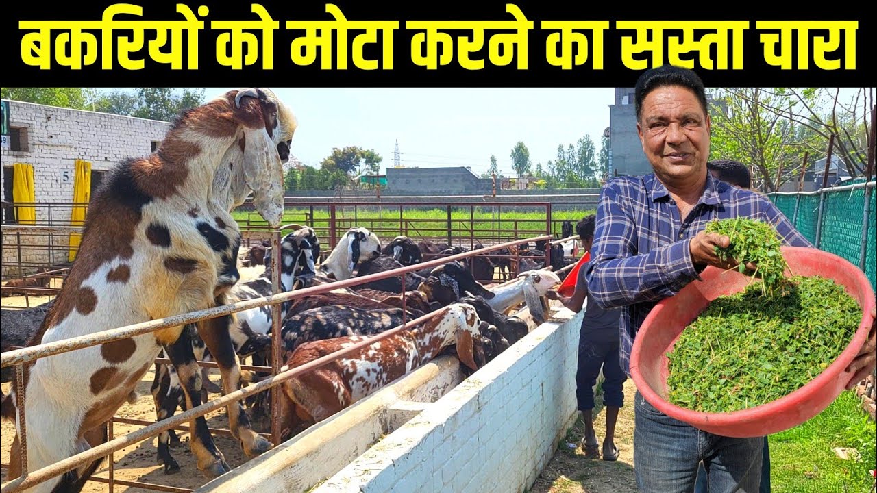 बकरियों को मोटा करने का सस्ता चारा | Goat Farming In Panjab | Bakri Palan