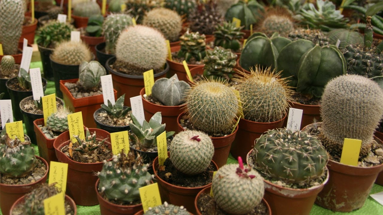 identifica el nombre de tu cactus 🌵(200 Especies diferentes)