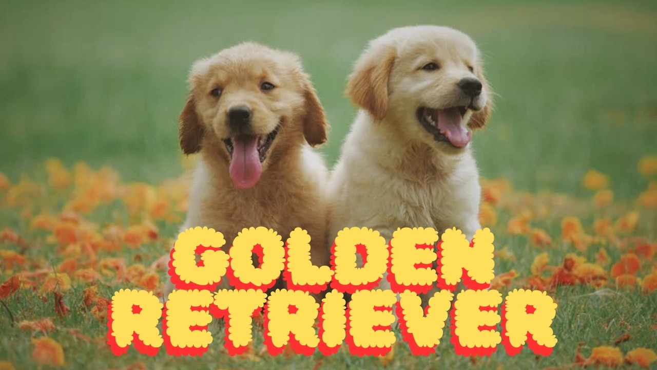 🐶 Fatos insanos sobre o Golden Retriever 🐾 