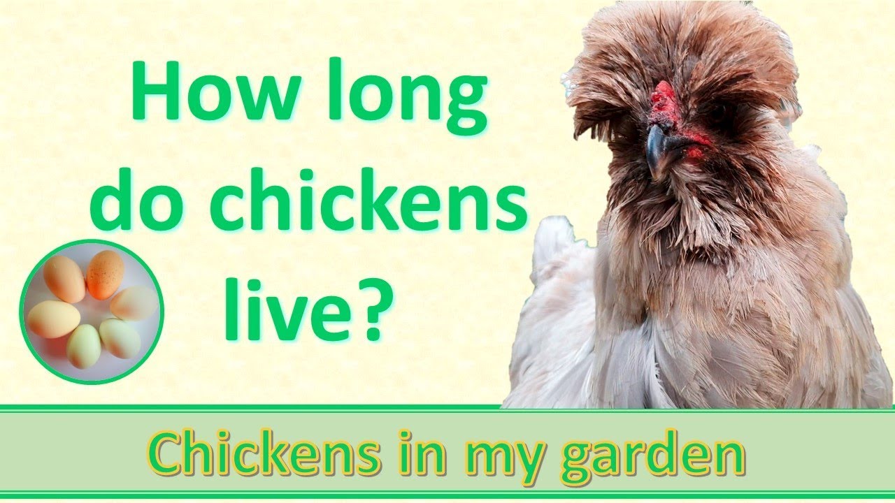 How long do chickens live?