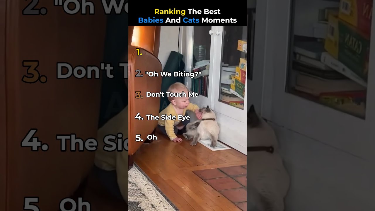 Ranking The Best Babies And Cats Moments