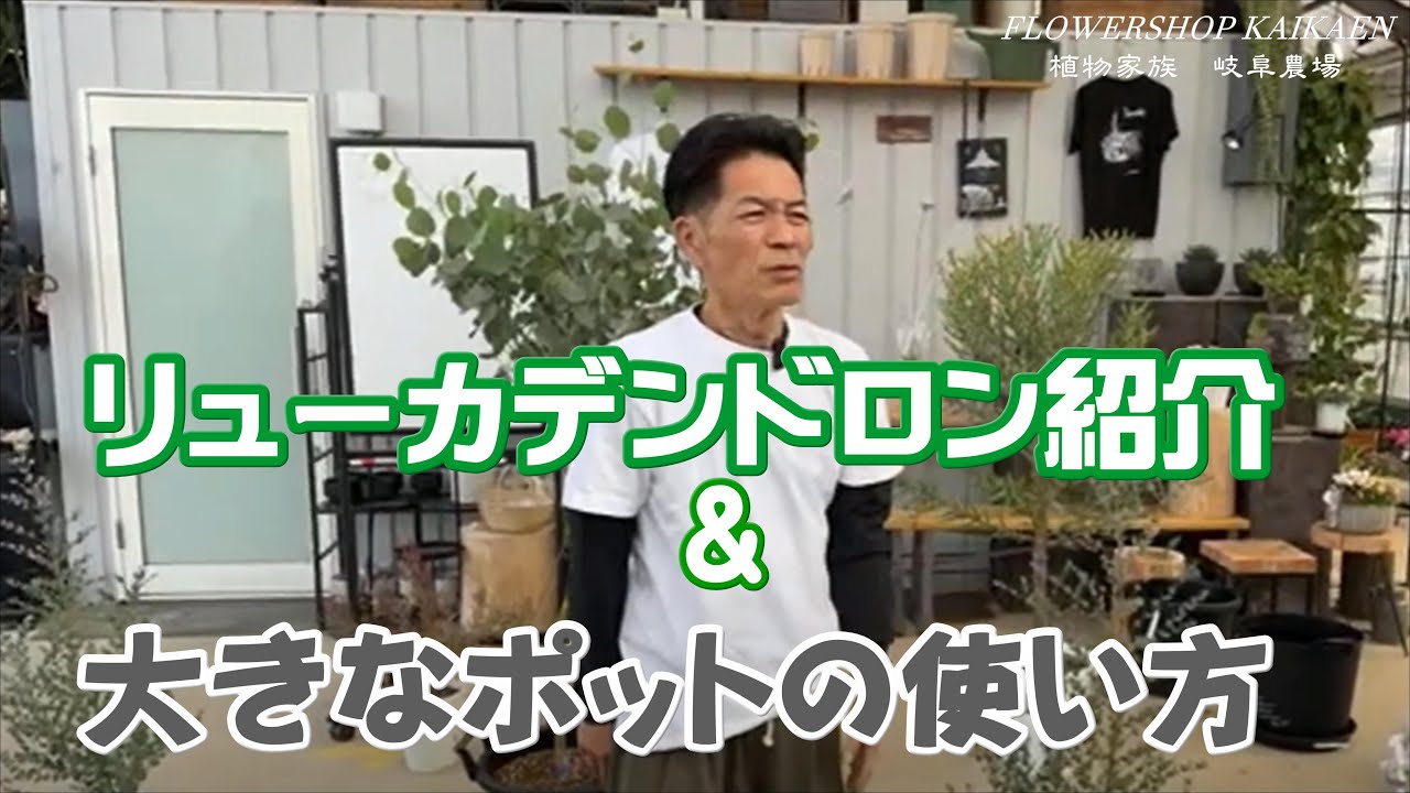 社長おすすめ南アフリカの植物  リューカデンドロンの紹介  大きなポットの使い方　岐阜農場から生ライブ【おうちでガーデニング】開花園チャンネル