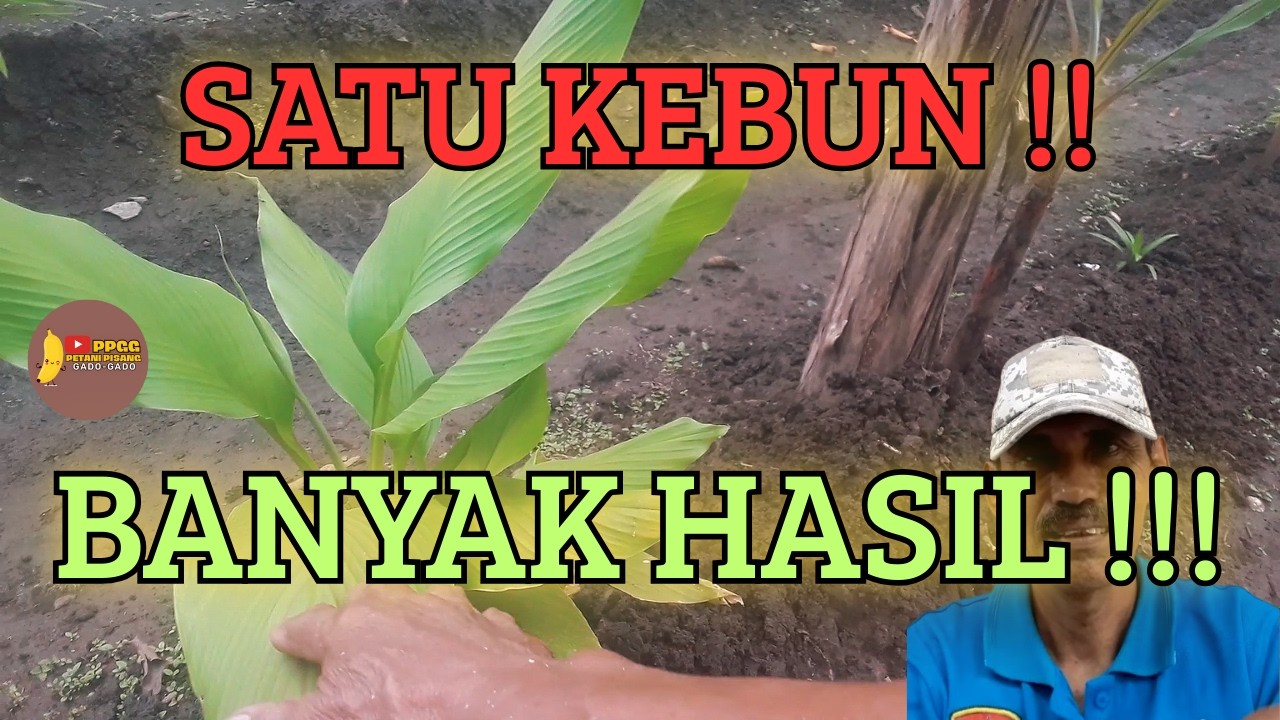 3 Tumbuhan Penghasil Uang yang Cocok di Sela Pohon Pisang