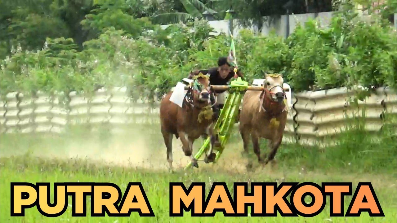 TREN TERBARU PUTRA MAHKOTA