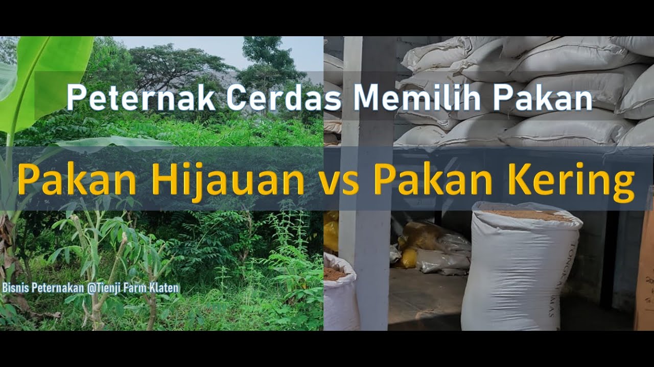 Peternak Cerdas Dalam Memilih Pakan: Pakan Hijauan vs Pakan Kering