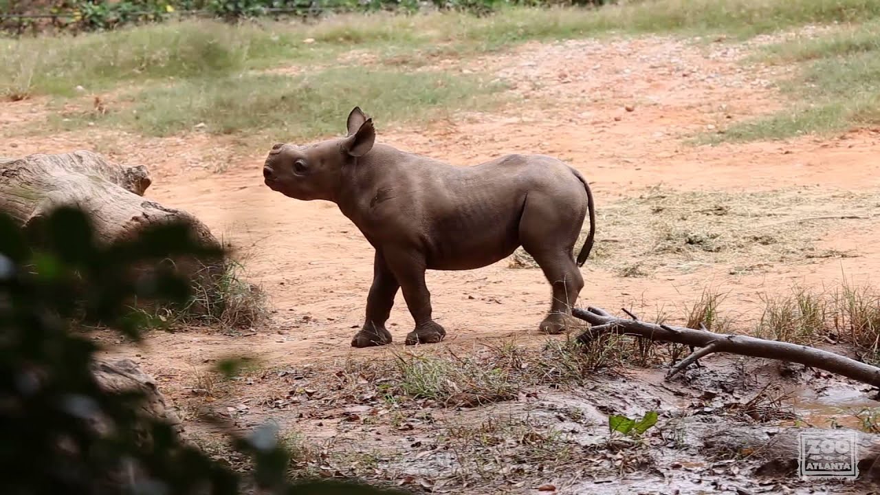The rhino calf explores his outside habitat