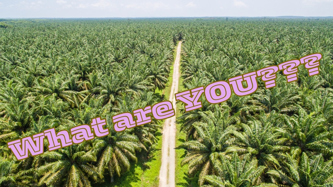 What are these Palm Trees in Costa Rica?