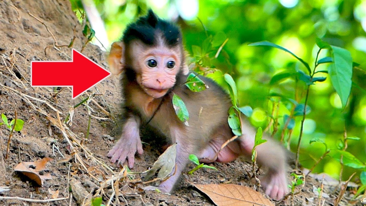 little baby monkey look so cute rolling down from the high ground