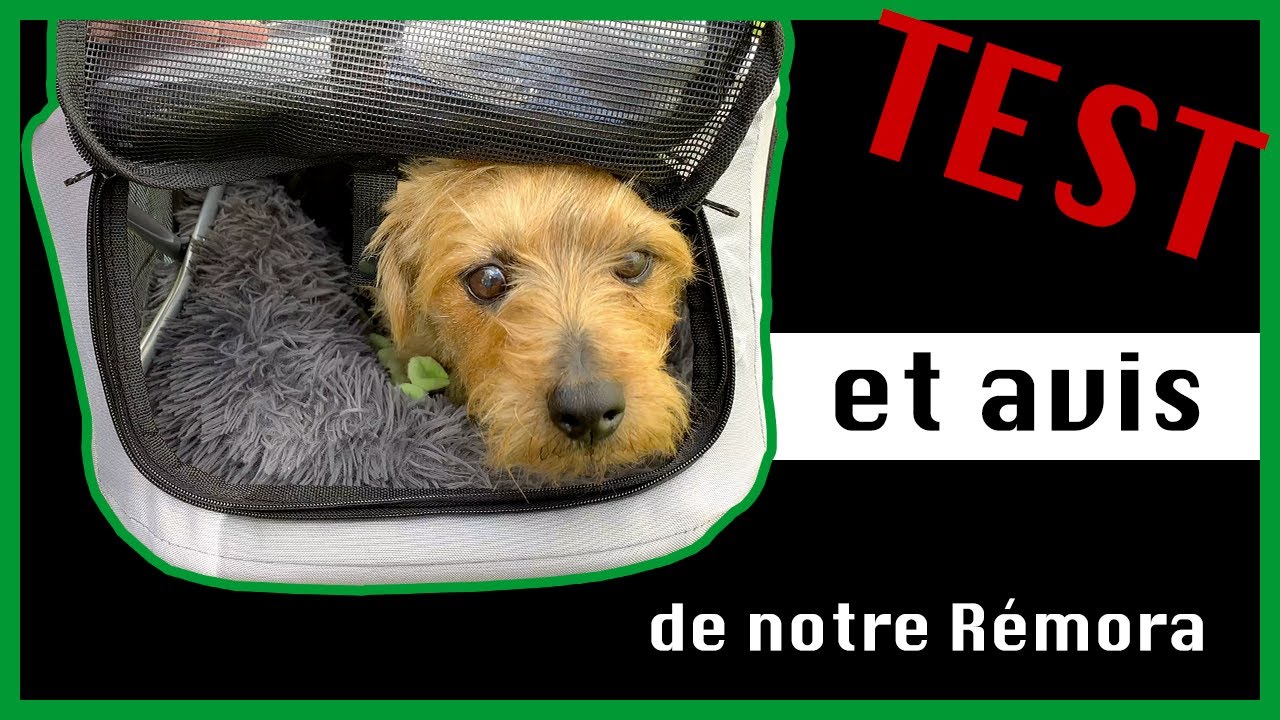 TEST ET AVIS DE NOTRE REMORA | Remorque pour chien Trixie