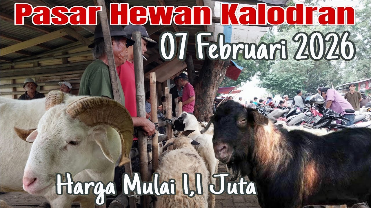 Hemat! Update Terbaru Harga Kambing & Domba Di Ps Hewan Kalodran,07.02.2026 Kota Serang Banten
