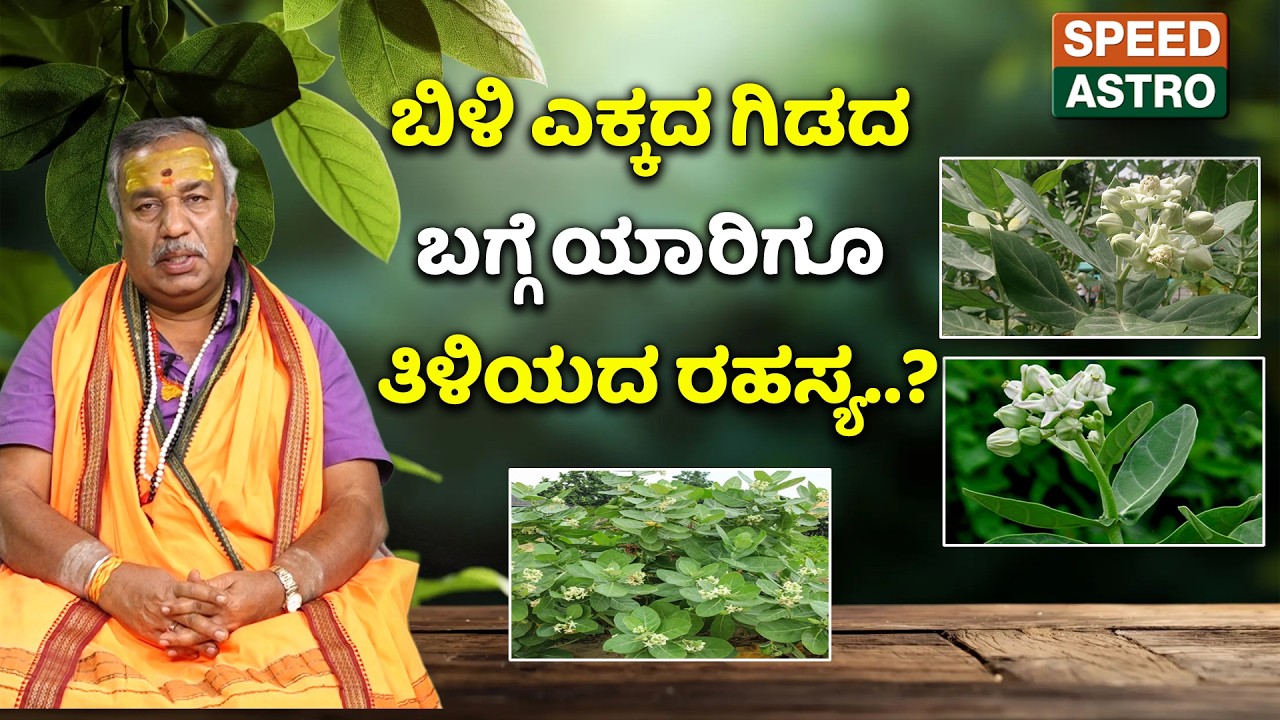 Arjun Guruji | Ace plant | ಬಿಳಿ ಎಕ್ಕದಗಿಡದ ಬಗ್ಗೆ ಯಾರಿಗೂ ತಿಳಿಯದ ರಹಸ್ಯ..? | Speed Astro