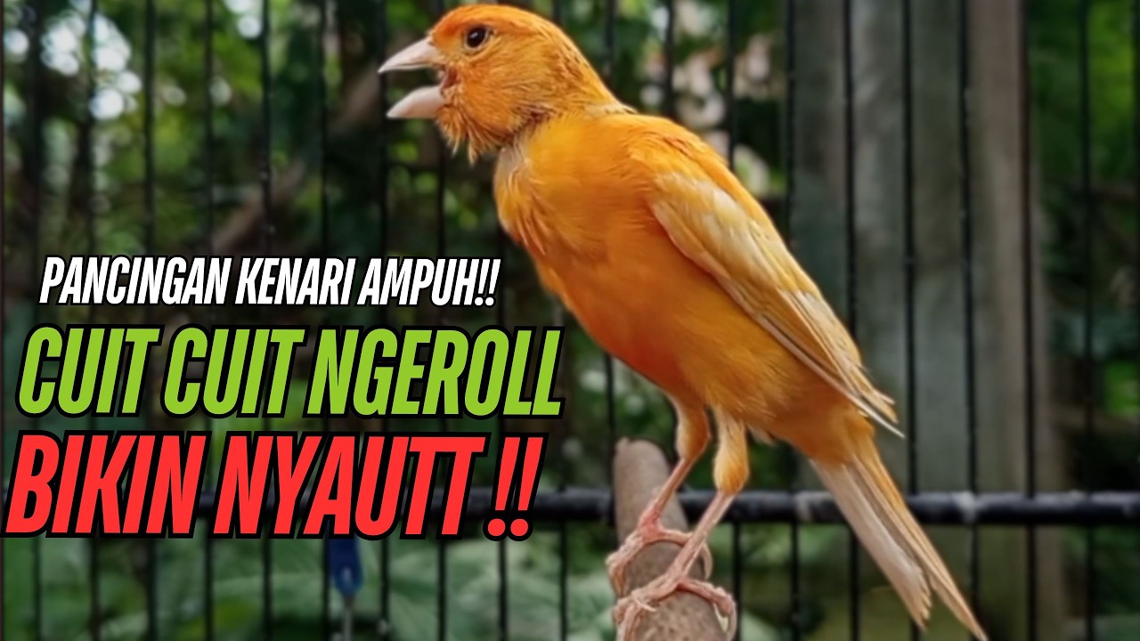 SUARA Kenari GACOR PANJANG Pancingan & masteran Kenari Paud AGAR gacor AMPUH Kenari MACET bunyii