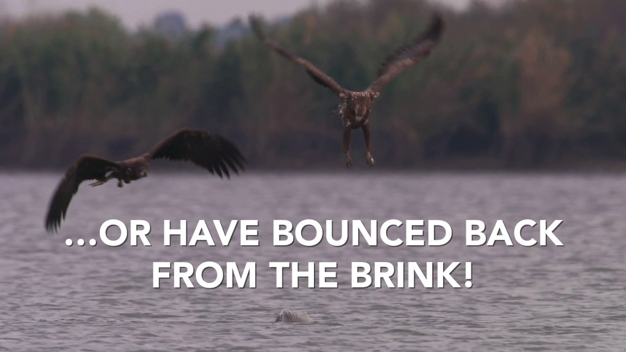 Celebrating 40 years of the EU Birds Directive