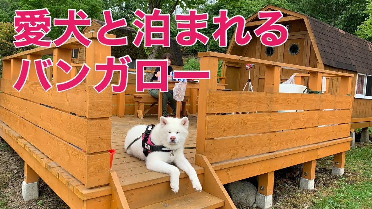 秋田犬TAMとキャンプ / グリーンステイ洞爺湖 - 北海道洞爺湖町