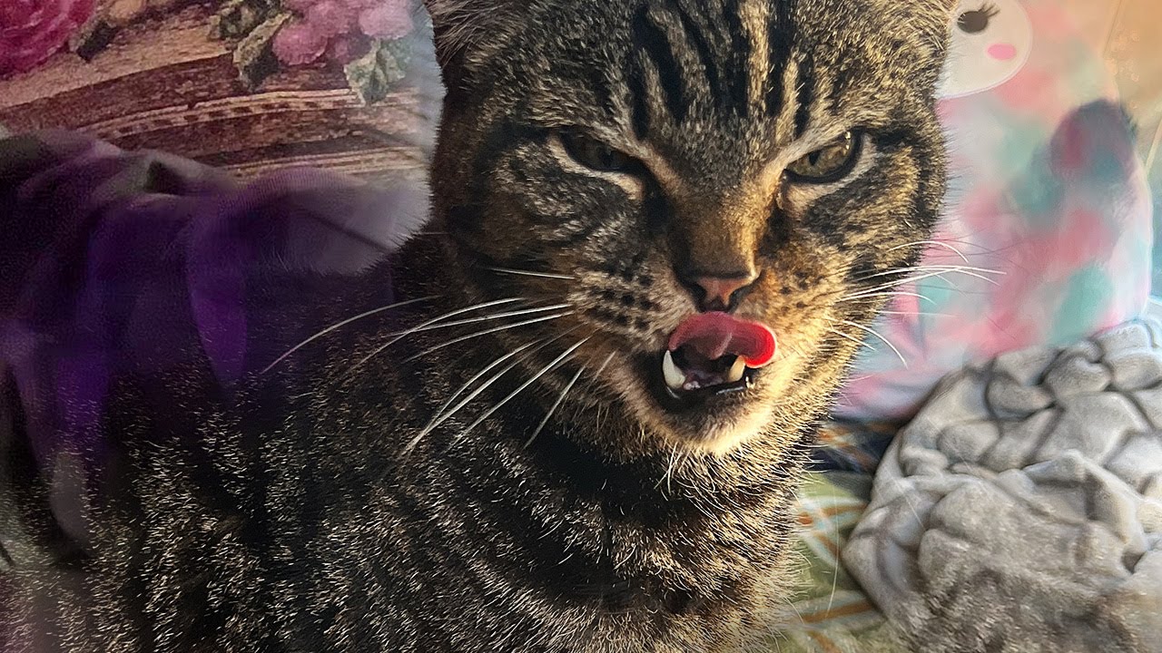 Needy Cat Seeking Comfort • Purrs, Meows, Kneading • ASMR