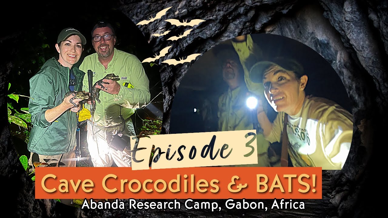 Exploring Caves in Gabon for Orange Cave Crocodiles and BATS!