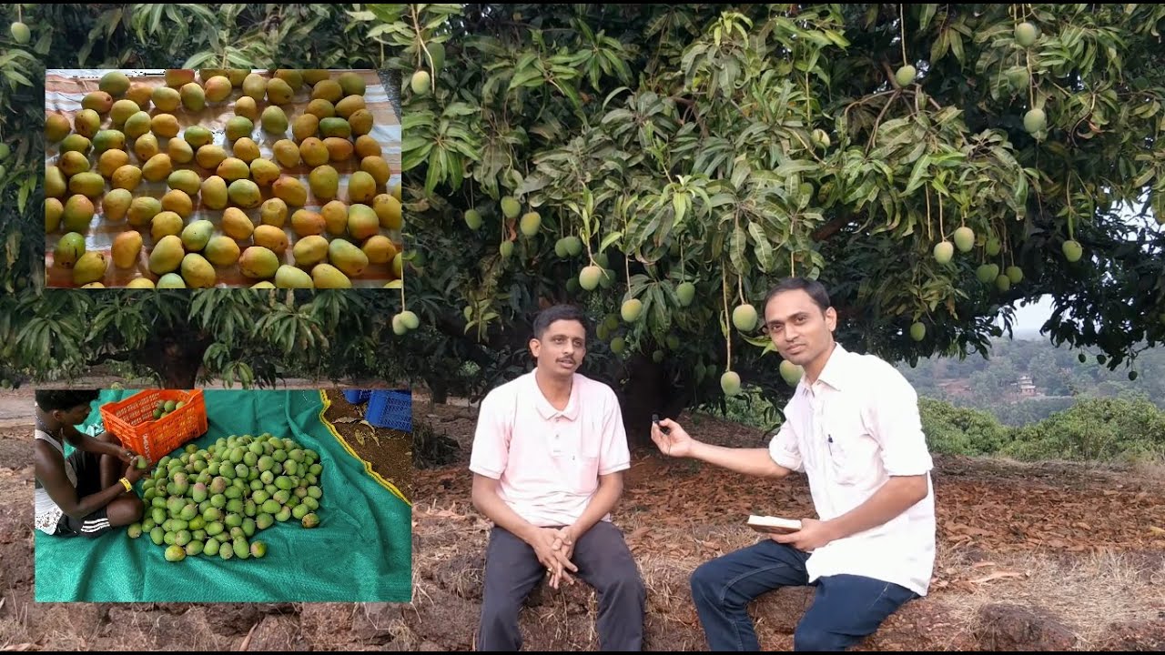 Alphonso Mango Expert Interview | हापुस आम की जानकारी किसान श्री गणेश अशोक रानाडे जी के साथ