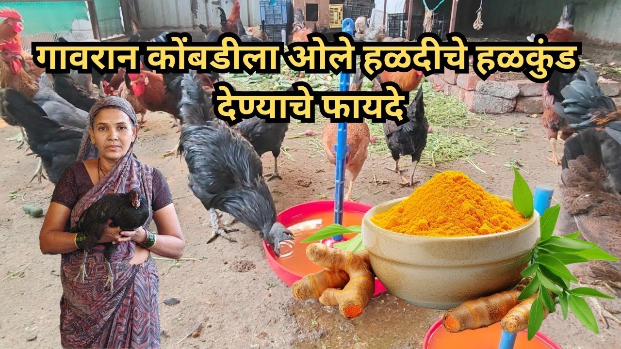गावरान कोंबडीला ओले हळदीचे हळकुंड देण्याचे फायदे #gavrankombdi #gavrankukutpalan #desipoultry 