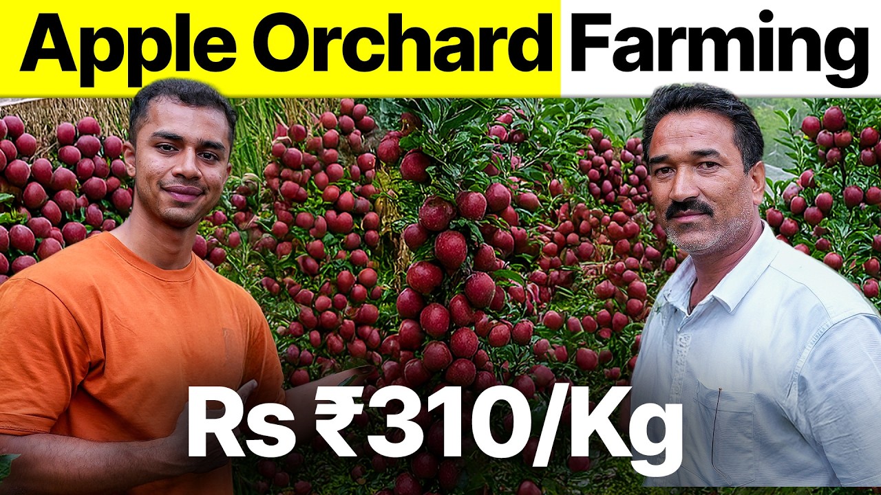 1 acre से 52 Lakhs? | High Density Orchard Apple Farming | Agritalk by Abhinav Roy