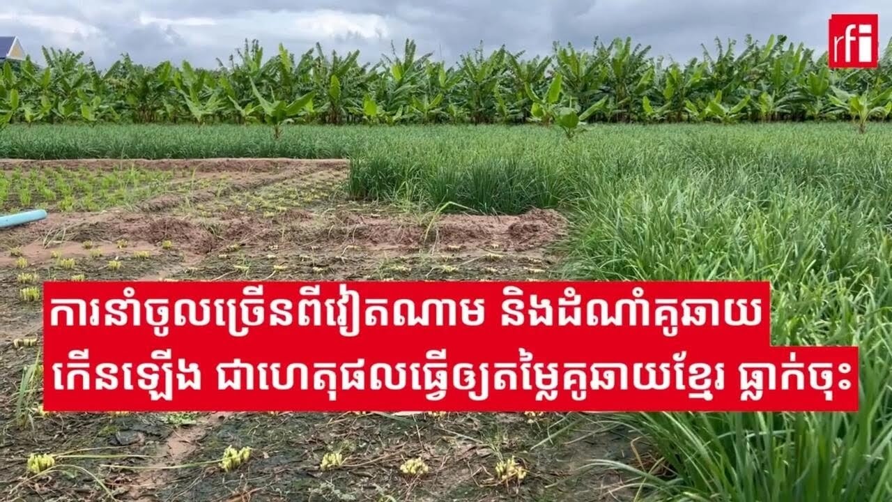 ការនាំចូលច្រើនពីវៀតណាម និងដំណាំគូឆាយកើនឡើង ជាហេតុផលធ្វើឲ្យតម្លៃគូឆាយខ្មែរធ្លាក់ចុះ