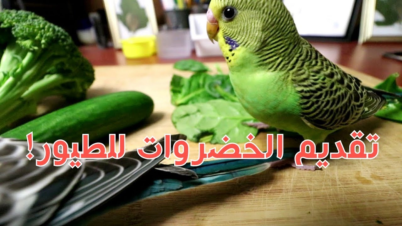 طرق تعليم الطيور على اكل الخضروات #منير_ليث