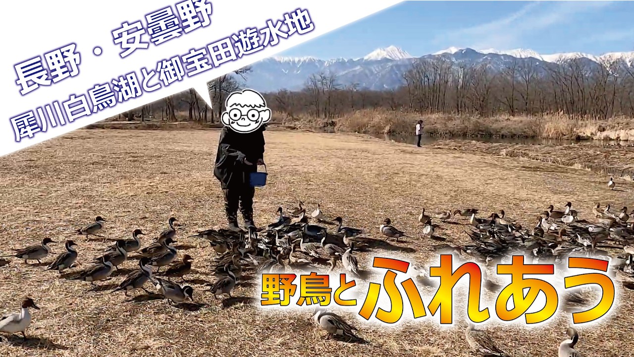 信州・安曇野のハクチョウとカモさんに会いに行ってきました♪#安曇野 #長野県 #野鳥