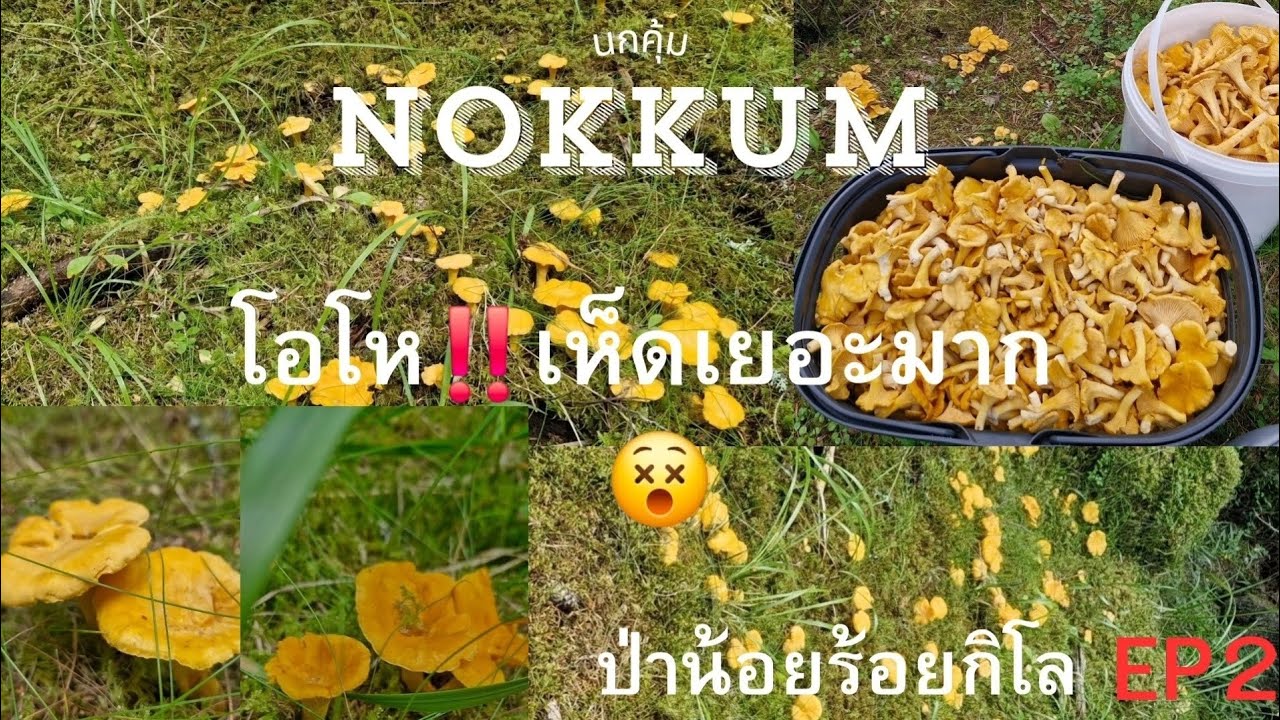 เห็ดมันปูเหลืองเต็มป่า แค่จุดเดียวจุกๆเลยจ้า ป่าน้อยร้อยกิโลครั้งที่1 EP2