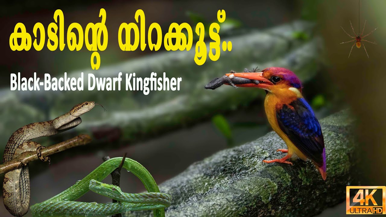 BIRD PHOTOGRAPHY IN KERALA | Black Backed Dwarf Kingfisher | Oriental Dwarf Kingfisher.