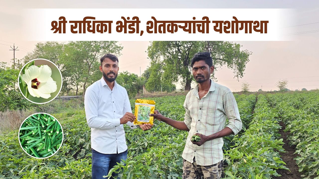 श्री राधिका भेंडी – जास्त उत्पादनाची खात्री, शेतकऱ्यांचा विश्वास!