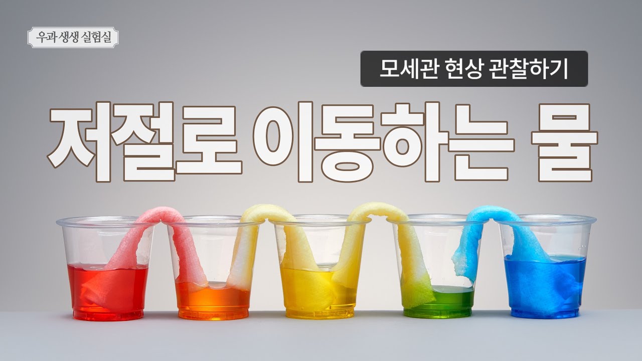 모세관 현상 관찰 실험 [우과 생생 실험실]