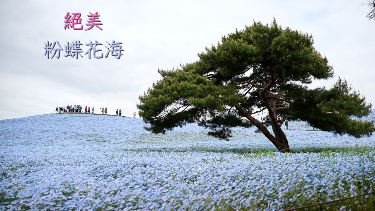 茨城旅行ep3 ｜日本人氣濱海公園四季賞花都來這｜旁邊還有好市多跟購物中心！國營常陸海濱公園(請開字幕)