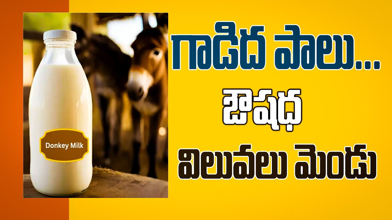 గాడిదపాలు... ఔషధ విలువలు మెండు... | Donkey Milk Benefits In Telugu | Milk Health | Dr.Murali Manohar