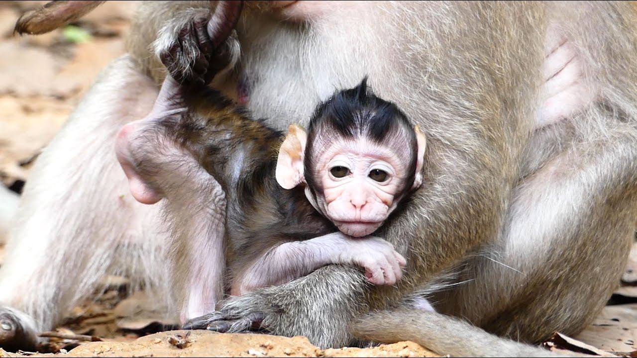 Monkey Destiny Grow Up, Bigger Than Before Especially Brave And Strong. Duchess Taking Good Care.