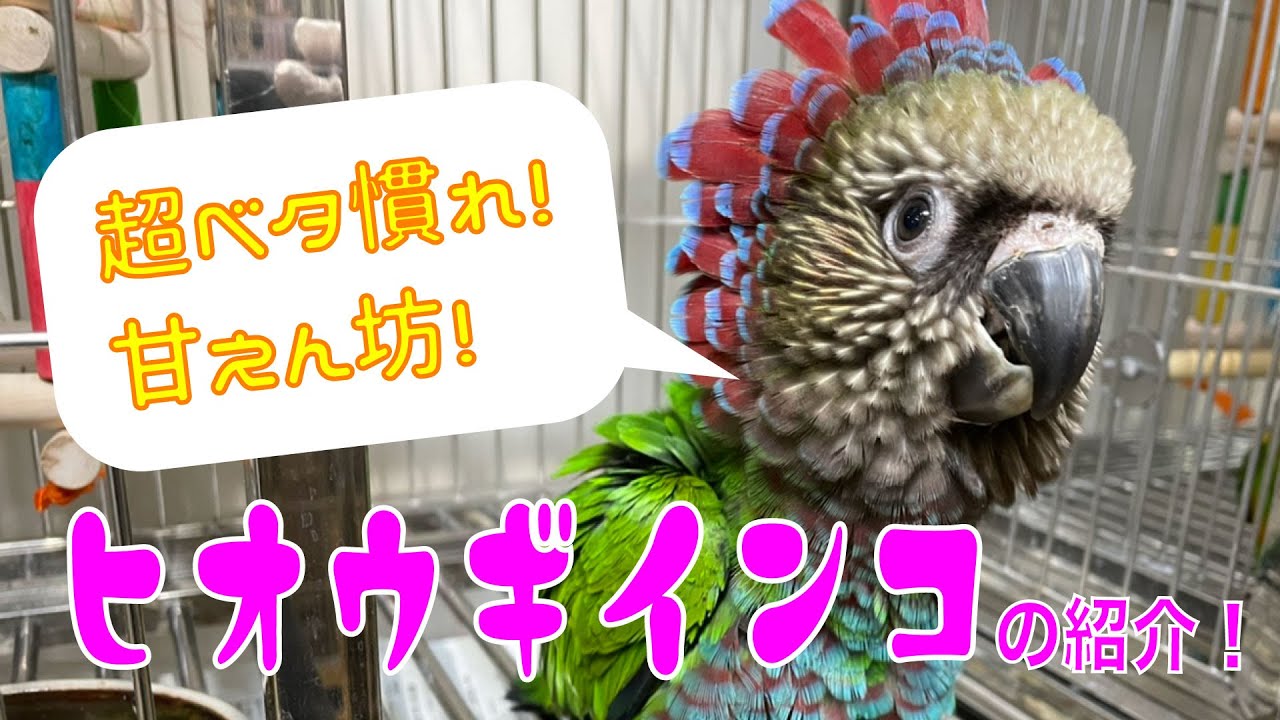 【えとぴりかOASKA】英名がカッコ良すぎるインコ！【ヒオウギインコ・Hawk-Headed Parrot】