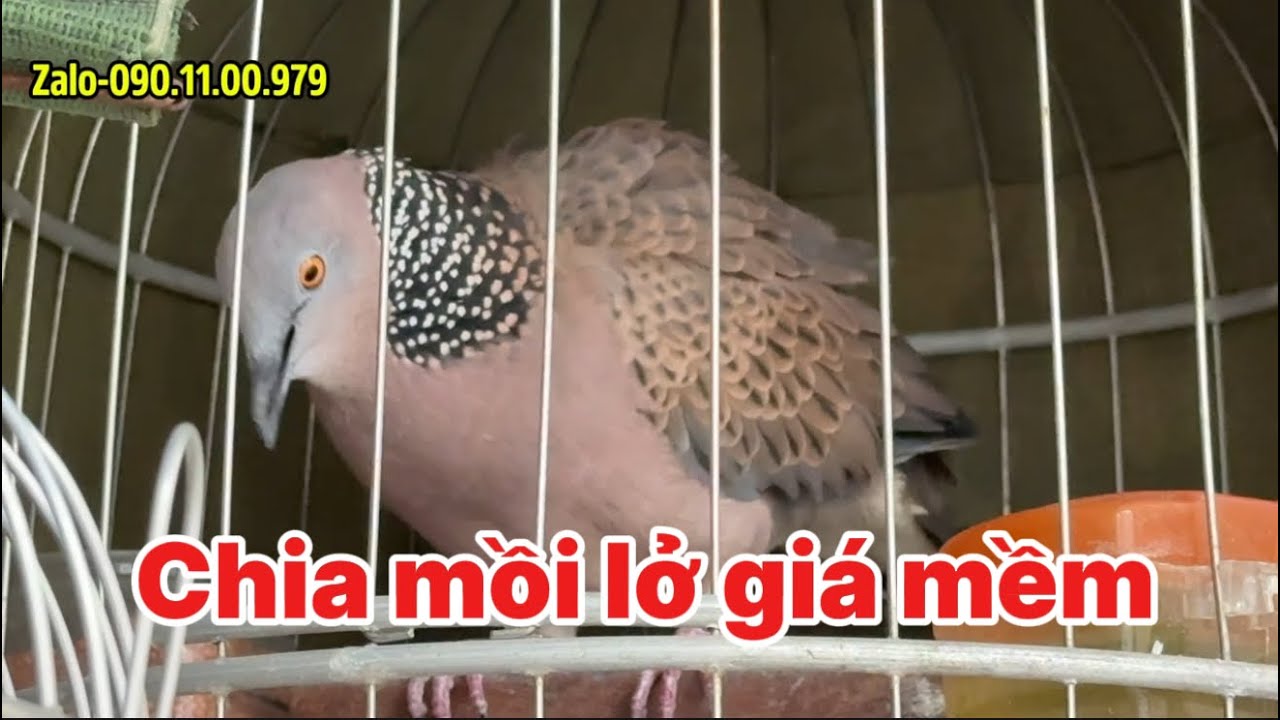 (Đã Chia)mồi lở âm thổ lớn tiếng bắt 4 bổi cho hàng phóng rước rất tốt gù cứng  | Zalo-090.11.00.979