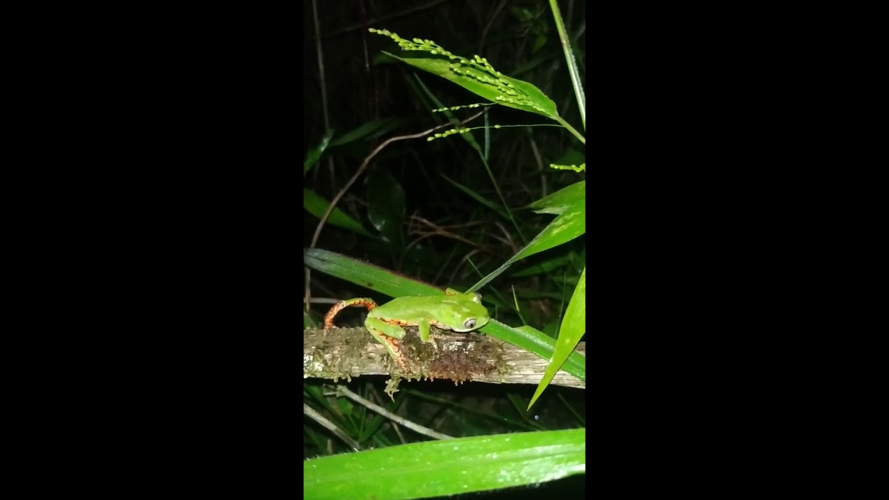 Perereca da Folhagem (Pithecopus ayeaye)