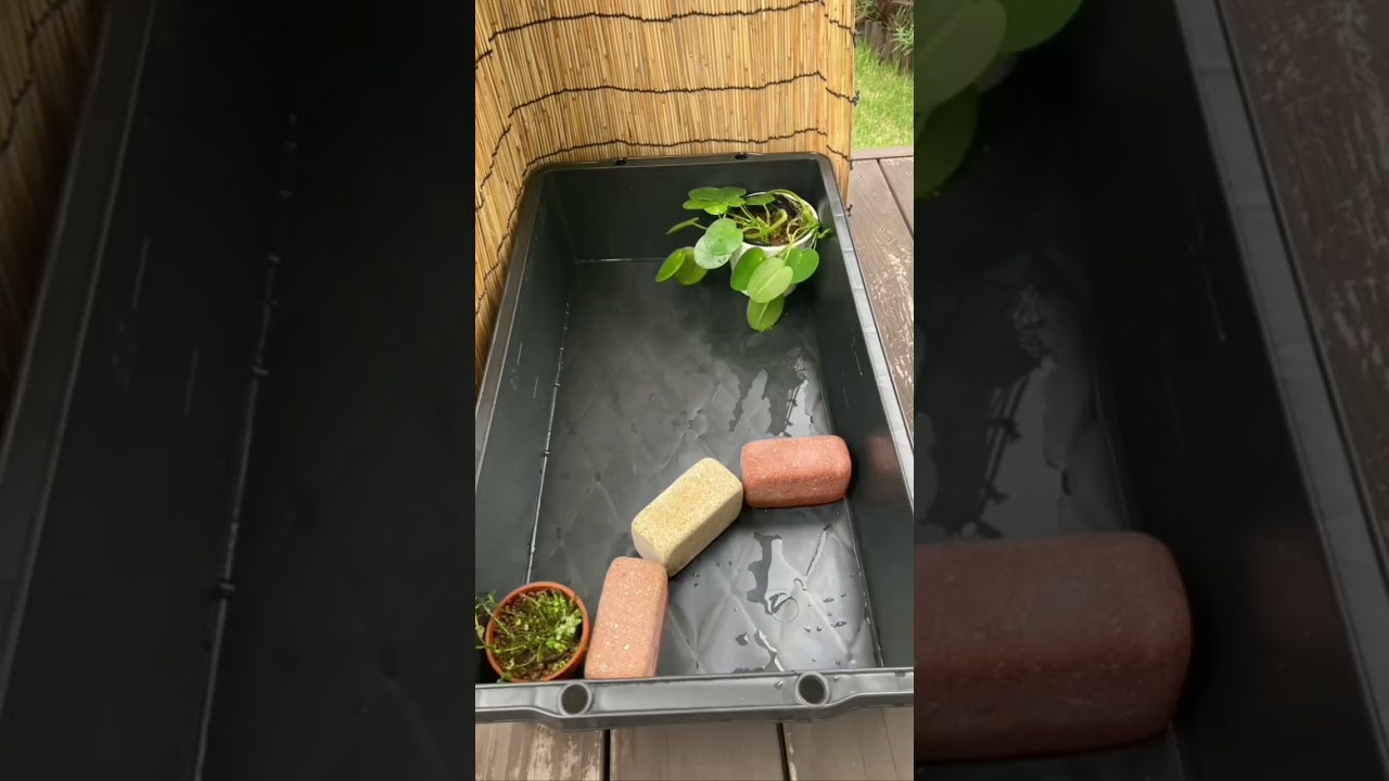 Como fazer um aqu&aacute;rio simples e f&aacute;cil! #aqu&aacute;rio #peixes  #jardim #natureza #casa