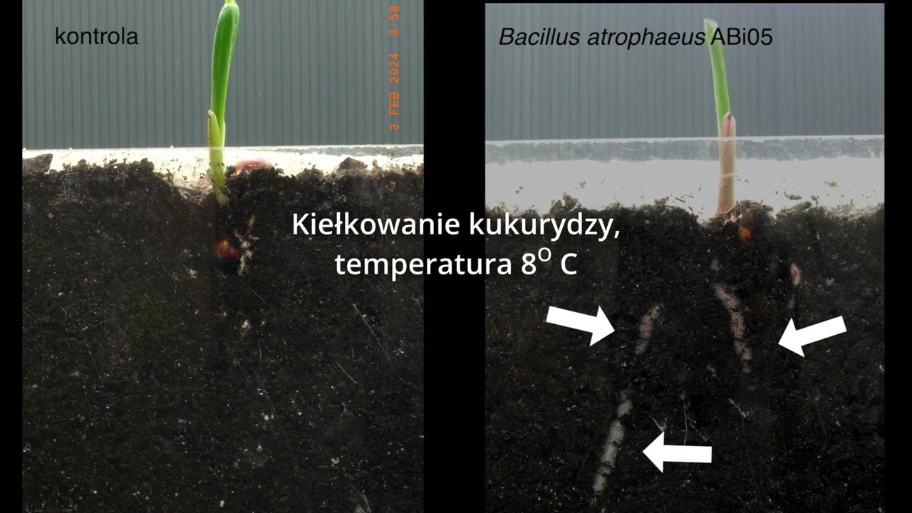 🌿 Czy wiesz, co jest składnikiem zaprawy Rhizo Seeds? 🌱 #zaprawa #nasiona #kukurydza #corn
