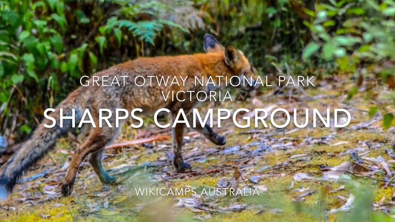 Sharps Campground - Great Otway National Park, Victoria, Australia