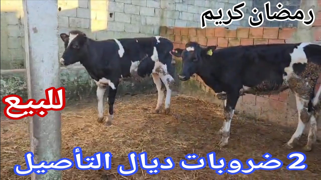دائما الجديد💫 2 ضروبات ديال التأصيل🌟 إتصل 06.66.21.69.68📞 ألو سي يوسف نواحي الغرب🇲🇦 