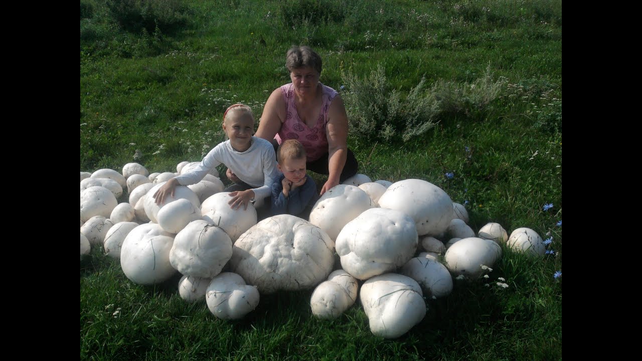Огромные дождевики)) Calvatia gigantea.