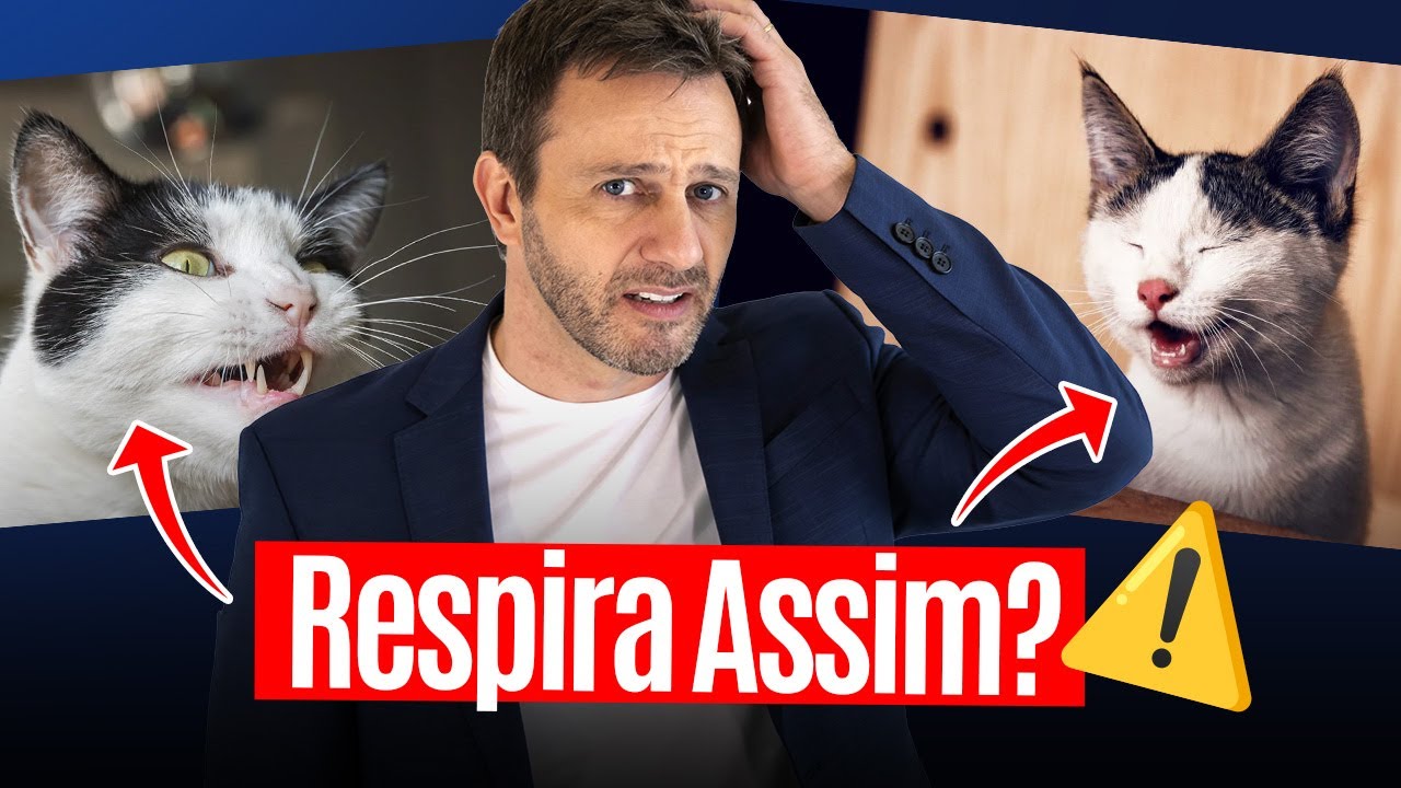 Padrões Respiratórios em Gatos: Casos Reais Que Mudam Sua Conduta