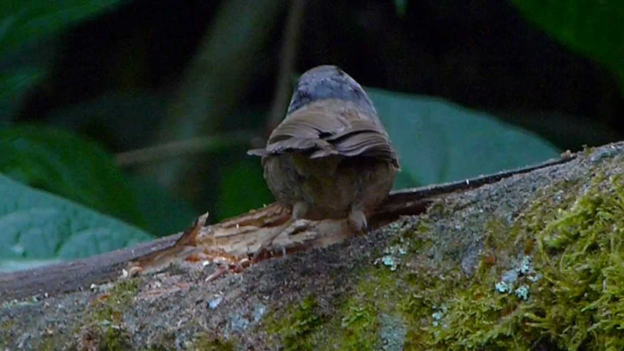 Grey-cheeked Fulvetta (Alcippe morrisonia)